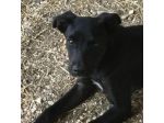 Nerino 3anni  medio piccolo qualcuno lo vorrà? FROSINONE