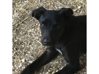 Nerino 3anni medio piccolo qualcuno lo vorrà? FROSINONE