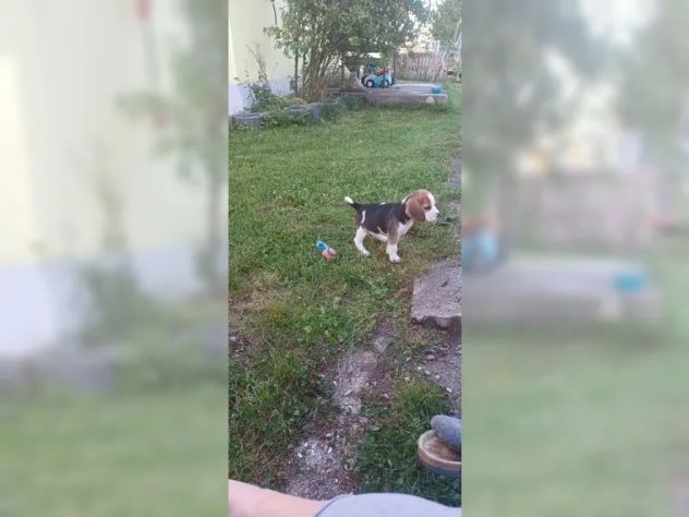 Dolcissimi cuccioli di Beagle - Foto 2