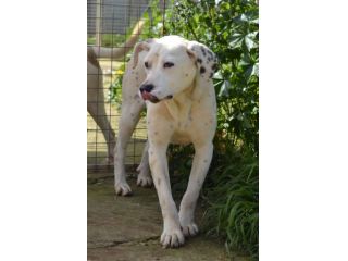 Fergus , cucciolo di 8 mesi in adozione