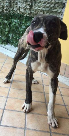 LAMIA, cagnolona legata ad un albero - Foto 4