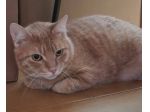 Micio rosso rimasto solo,3anni splendido buono e disperato!! CAGLIARI