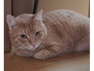 Micio rosso rimasto solo,3anni splendido buono e disperato!! CAGLIARI