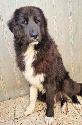 CHIAMA PER QUEGLI OCCHIONI TRISTI!MAX,IN CANILE! - Foto 3