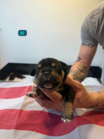 CUCCIOLI AMERICAN BULLY - Foto 3