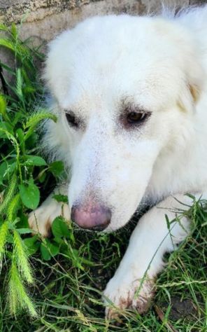 CANE DA ADOTTARE - Foto 8