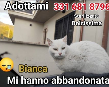 Micia Bianca adulta mollata mesi fa SOS ROMA