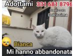 Micia Bianca adulta mollata mesi fa SOS ROMA