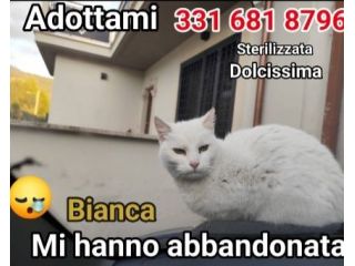 Micia Bianca adulta mollata mesi fa SOS ROMA