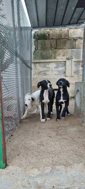 Cuccioli Amstaff 250 a Taranto in Puglia - Foto 6