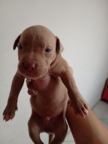 Cuccioli di Pitbull - Foto 2