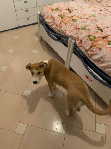 GIOIA, deliziosa cucciola - Foto 4