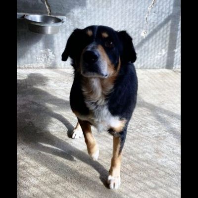 UN'OCCASIONE ANCHE PER GATSBY  CAGNOLINO IN ADOZIONE - Foto 4