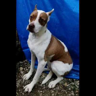 ELIO UN'OCCASIONE PER VIVERE, CANE IN ADOZIONE