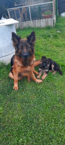 Cuccioli pastore tedesco pelo lungo