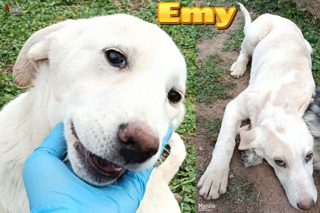 Emy, Alice ed Ellen cucciole in canile