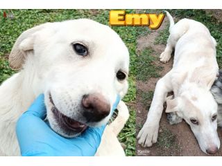 Emy, Alice ed Ellen cucciole in canile