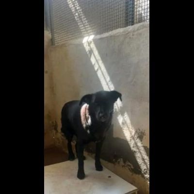 UN MIRACOLO PER BOMBOLO CANE IN ADOZIONE - Foto 8