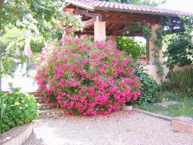 Colonica in vendita a Crespina Lorenzana 600 mq Rif: 715053 - Foto 6