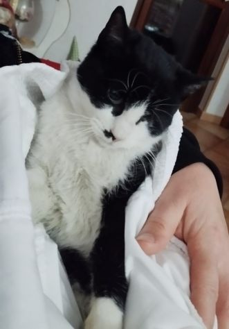 FRUTTELLA, non vede da un'occhietto... - Foto 3