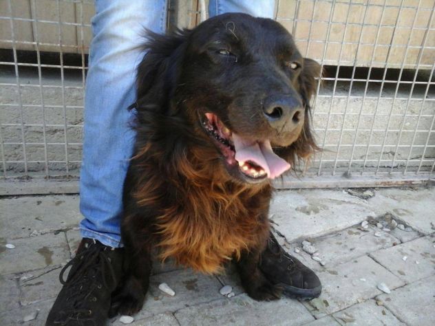 HANSEL, tenero cagnolino - Foto 3