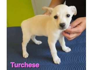 TURCHESE, cucciola mix volpino breton