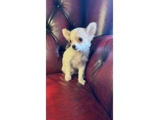chihuahua