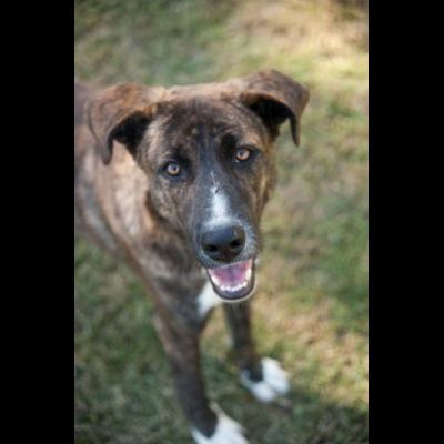 LA DOLCEZZA DI GIULIO, CANE IN ADOZIONE