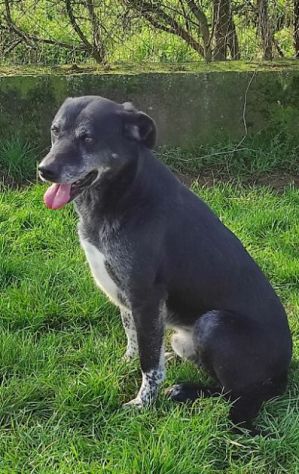 TIMIDO E PACATO CAGNOLINO IN ADOZIONE - Foto 4