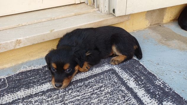 Regalo 3 cucciole - Foto 5