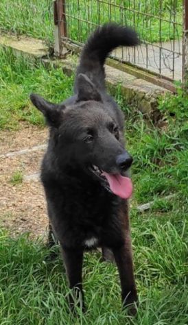 CAGNOLINO IN ADOZIONE: ALBERTO, piccolo lupetto. - Foto 2