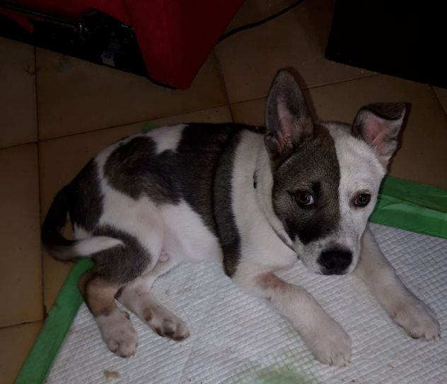 CIRO, un cucciolo meraviglioso - Foto 2