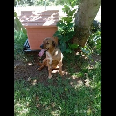 BULLO CONCENTRATO DI TENEREZZA, CANE IN ADOZIONE - Foto 6