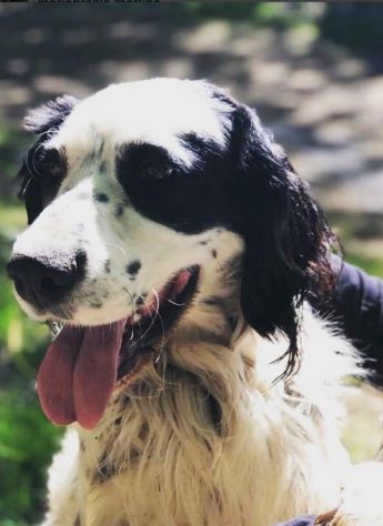 CEDRIC, SETTER INGLESE, UNA MERAVIGLIA CHE CERCA CASA, CANE IN ADOZIONE - Foto 6