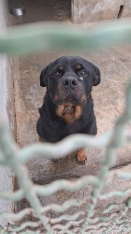 GORY ROTWEILLER 5 ANNI - Foto 2