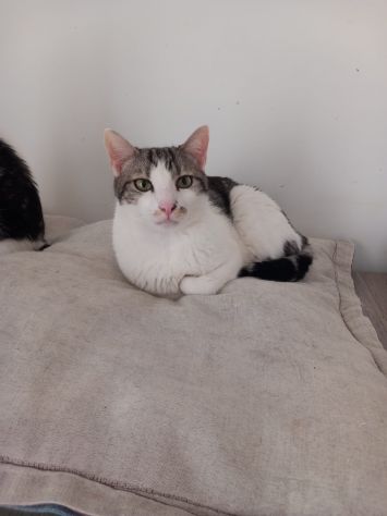 Miele, adorabile gatto da adottare! - Foto 5