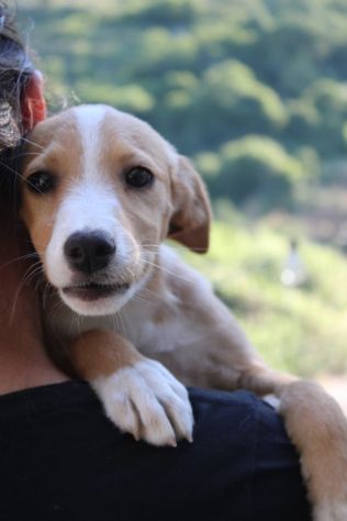 Piccola Dolly, cucciola cerca famiglia - Foto 8