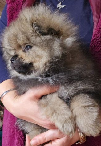 Volpino di pomerania - Foto 2
