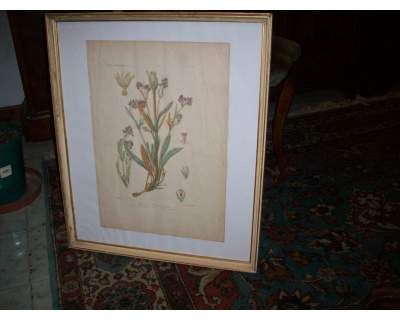 Stampa incisa, soggetto "Valeriana" - Foto 2