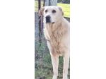 MARIA MERAVIGLIOSA e SOCIEVOLE, CANE IN ADOZIONE