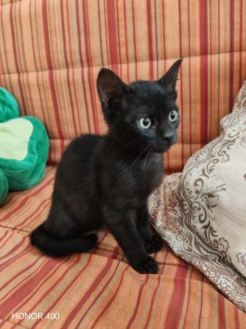 Kata, gattina sfortunata prossima alla scadenza... - Foto 7
