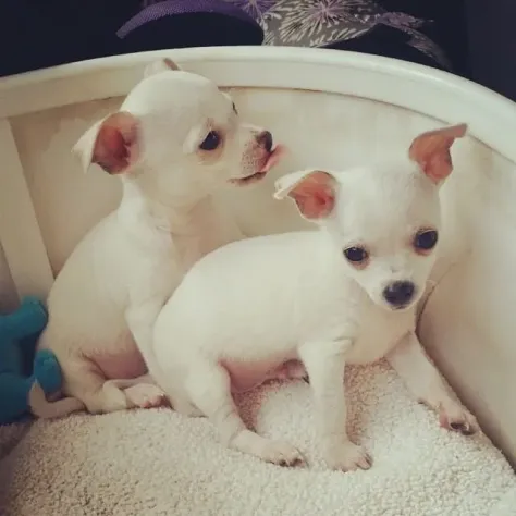 CUCCIOLI DI CHIHUAHUA DISPONIBILI - Foto 2
