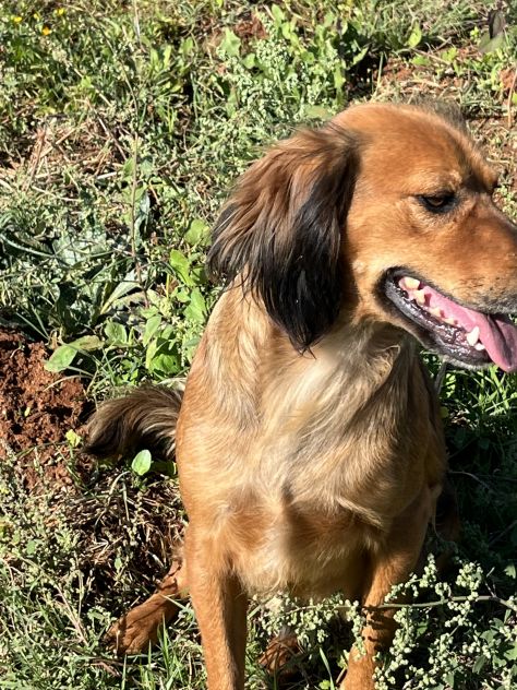 Aky un dolce e spiritoso cagnolino - Foto 9