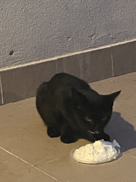 Gattini in Regalo - Foto 5
