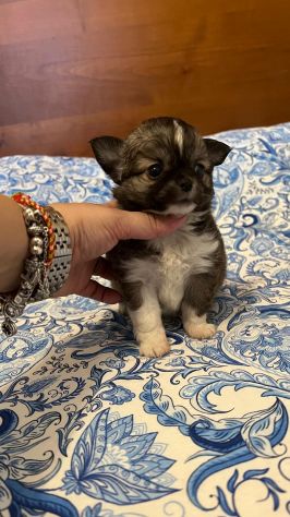 Cucciolo di chihuahua - Foto 4