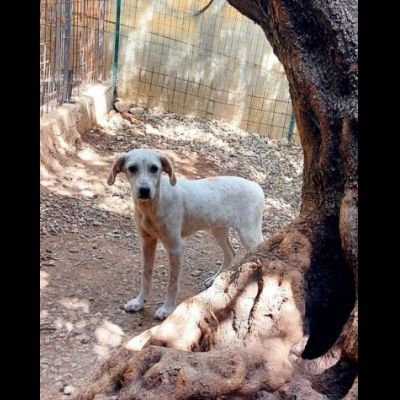 MONIA DOLCISSIMA SIMIL SETTERINA, CUCCIOLA IN ADOZIONE - Foto 8
