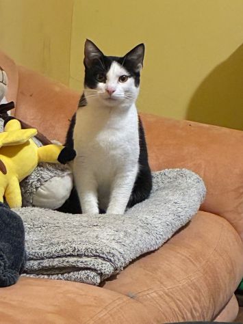 GATTO ADULTO - Foto 4