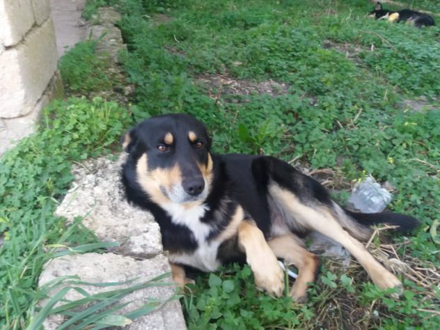 STUPENDI WILL REGALO PASTORE TEDESCO PELO LUNGO - Foto 2