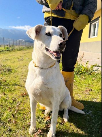 Stella cagnolona che non da problemi - Foto 2