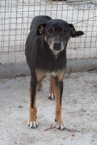 Dolcissimi cagnolini taglia piccola e media - Foto 2